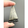 Fossil tooth of a mako shark (Isurus hastalis) 5,2cm – North Carolina, USA