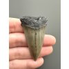 Fossil tooth of a mako shark (Isurus hastalis) 5,2cm – North Carolina, USA