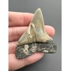 Fosilní zub žraloka mako (Isurus hastalis) 4,4cm – Severní Karolína, USA