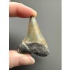 Fossil tooth of a mako shark (Isurus hastalis) 4,4cm – North Carolina, USA