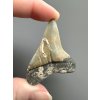 Fossil tooth of a mako shark (Isurus hastalis) 4,4cm – North Carolina, USA