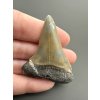 Fossil tooth of a mako shark (Isurus hastalis) 4,4cm – North Carolina, USA