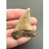 Fossil tooth of a mako shark (Isurus hastalis) 4cm – North Carolina, USA