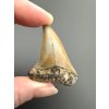 Fossil tooth of a mako shark (Isurus hastalis) 4cm – North Carolina, USA