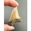 Fossil tooth of a mako shark (Isurus hastalis) 4cm – North Carolina, USA