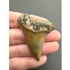 Fossil tooth of a mako shark (Isurus hastalis) 4cm – North Carolina, USA