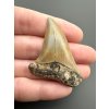 Fossil tooth of a mako shark (Isurus hastalis) 4cm – North Carolina, USA