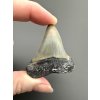 Fossil tooth of a mako shark (Isurus hastalis) 4,4cm – North Carolina, USA