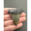 Fossil tooth of a mako shark (Isurus hastalis) 4,4cm – North Carolina, USA