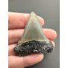 Fossil tooth of a mako shark (Isurus hastalis) 4,4cm – North Carolina, USA