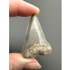 Fossil tooth of a mako shark (Isurus hastalis) 4,5cm – North Carolina, USA