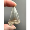 Fossil tooth of a mako shark (Isurus hastalis) 4,5cm – North Carolina, USA