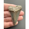 Fossil tooth of a mako shark (Isurus hastalis) 4,5cm – North Carolina, USA