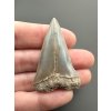 Fossil tooth of a mako shark (Isurus hastalis) 4,5cm – North Carolina, USA
