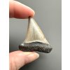 Fossil tooth of a mako shark (Isurus hastalis) 3,9cm – North Carolina, USA