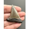 Fossil tooth of a mako shark (Isurus hastalis) 3,9cm – North Carolina, USA