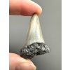 Fossil tooth of a mako shark (Isurus hastalis) 4,1cm – North Carolina, USA
