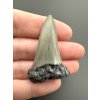 Fossil tooth of a mako shark (Isurus hastalis) 4,1cm – North Carolina, USA