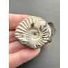 Ammonite Pleuroceras 3,9cm – Buttenheim, Bavaria, Germany