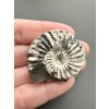 Ammonite Pleuroceras 3,6cm – Buttenheim, Bavaria, Germany