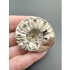Ammonite Pleuroceras 4,4cm – Buttenheim, Bavaria, Germany