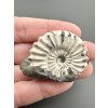Ammonite Pleuroceras 4,2cm – Buttenheim, Bavaria, Germany