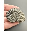 Ammonite Pleuroceras 4,3cm – Buttenheim, Bavaria, Germany
