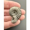 Ammonite Pleuroceras 3cm – Buttenheim, Bavaria, Germany