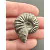 Ammonite Pleuroceras 3cm – Buttenheim, Bavaria, Germany