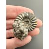 Ammonite Pleuroceras 3,1cm – Buttenheim, Bavaria, Germany