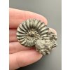 Ammonite Pleuroceras 3,1cm – Buttenheim, Bavaria, Germany
