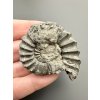 Ammonite Pleuroceras 4,7cm – Buttenheim, Bavaria, Germany