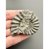 Ammonite Pleuroceras 4,7cm – Buttenheim, Bavaria, Germany