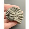 Ammonite Pleuroceras 4,1cm – Buttenheim, Bavaria, Germany
