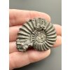 Ammonite Pleuroceras 3,7cm – Buttenheim, Bavaria, Germany