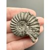 Ammonite Pleuroceras 3,7cm – Buttenheim, Bavaria, Germany
