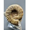 Ammonite Pleuroceras – Staffelstein, Bavaria, Germany