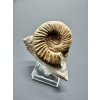 Ammonite Pleuroceras – Staffelstein, Bavaria, Germany