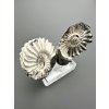 Ammonite Pleuroceras (pair – positive and negative side) 3,4cm and 4,1cm – Buttenheim, Bavaria, Germany