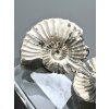 Ammonite Pleuroceras (pair – positive and negative side) 4,3cm and 3,6cm – Buttenheim, Bavaria, Germany