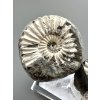 Ammonite Pleuroceras (pair – positive and negative side) 3,9cm and 3,2cm – Buttenheim, Bavaria, Germany