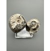 Ammonite Pleuroceras (pair – positive and negative side) 3,9cm and 3,2cm – Buttenheim, Bavaria, Germany