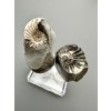 Ammonite Pleuroceras (pair – positive and negative side) 4,5cm and 3,1cm – Buttenheim, Bavaria, Germany