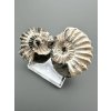 Ammonite Pleuroceras (pair – positive and negative side) 3,1cm and 3,7cm – Buttenheim, Bavaria, Germany