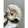 Ammonite Pleuroceras (pair – positive and negative side) 3,1cm and 3,7cm – Buttenheim, Bavaria, Germany