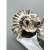 Ammonite Pleuroceras (pair – positive and negative side) 3,1cm and 3,7cm – Buttenheim, Bavaria, Germany