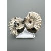 Ammonite Pleuroceras (pair – positive and negative side) 3,1cm and 3,7cm – Buttenheim, Bavaria, Germany