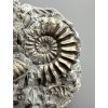 Amonit Pleuroceras – Buttenheim, Bavorsko, Německo