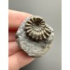 Ammonite Pleuroceras 3,3cm – Buttenheim, Bavaria, Germany