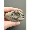 Ammonite Pleuroceras 5,8cm – Buttenheim, Bavaria, Germany
